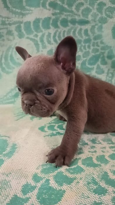 Французский бульдог голубого окраса