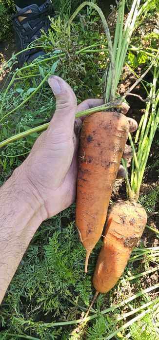 Продам морковь оптом
