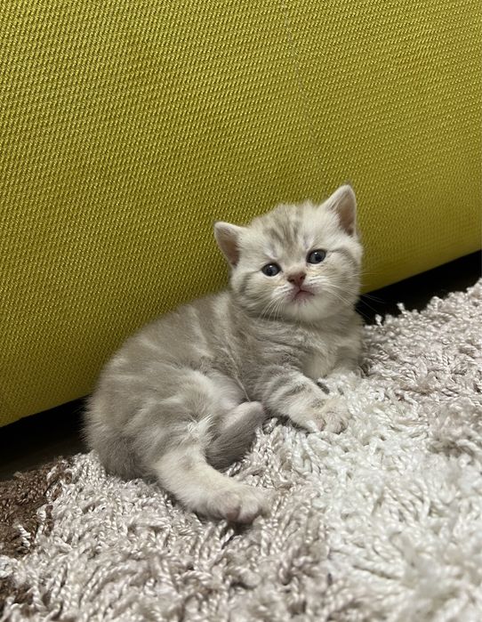 Шотландцы котята