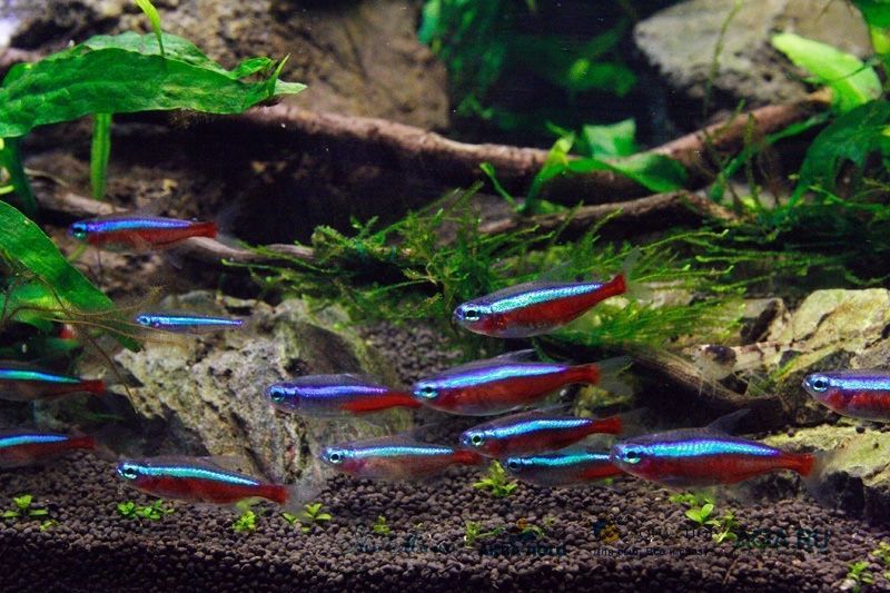 Неон красный рыбка фото Неон красный рыбка фото