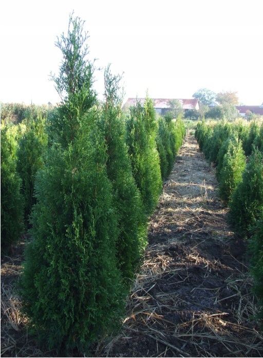 Арчалар бор декаративний ва забор учун