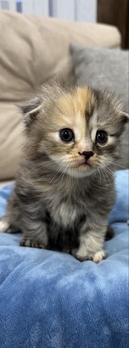 Котенок в добрые руки