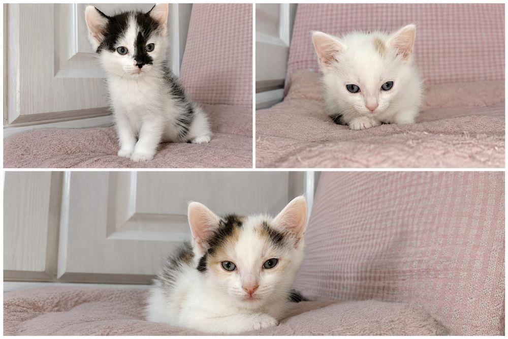 Котята 2,5 месяца