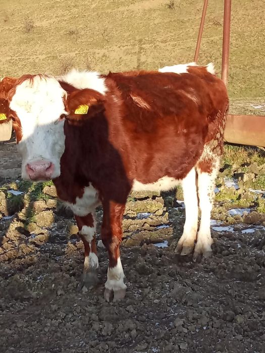 Vând 10 juninci între un an jumate și doi ani