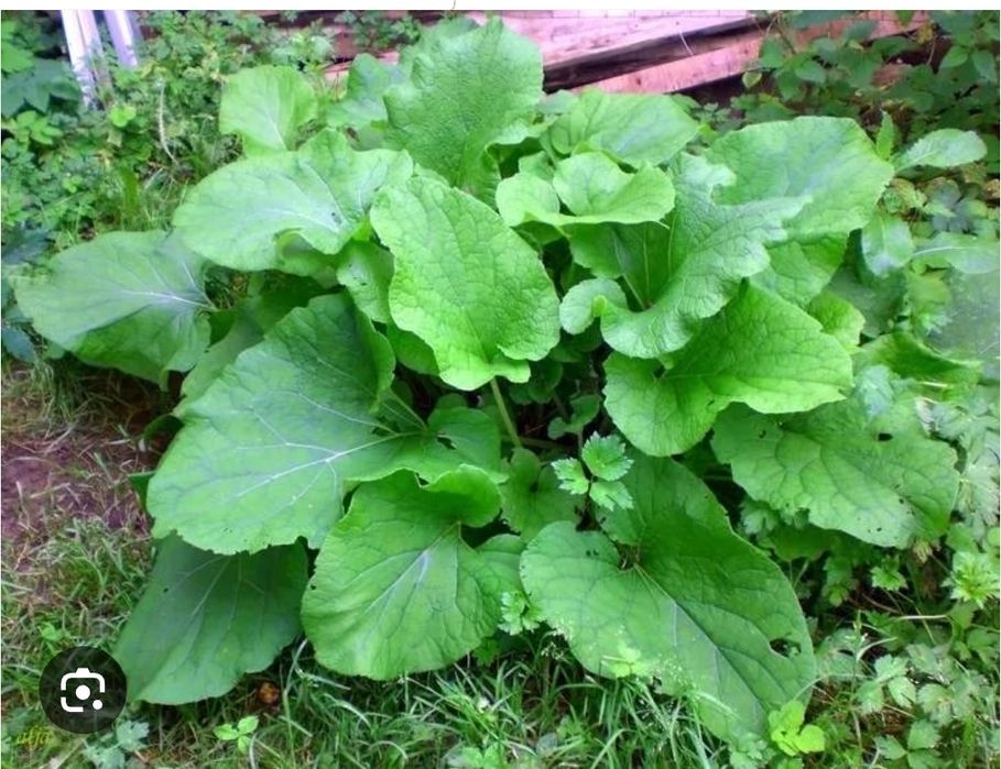 Продою лопух и корень