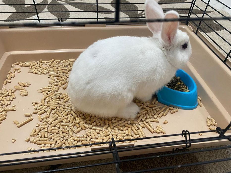 Кролик,белый,пушистый