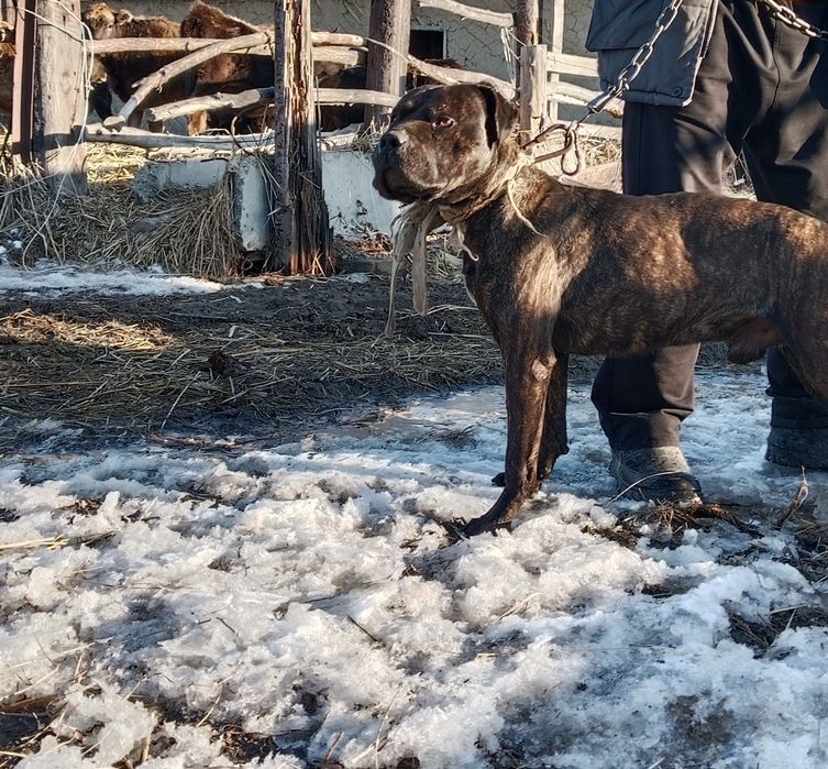 Продам пит-бультерьер