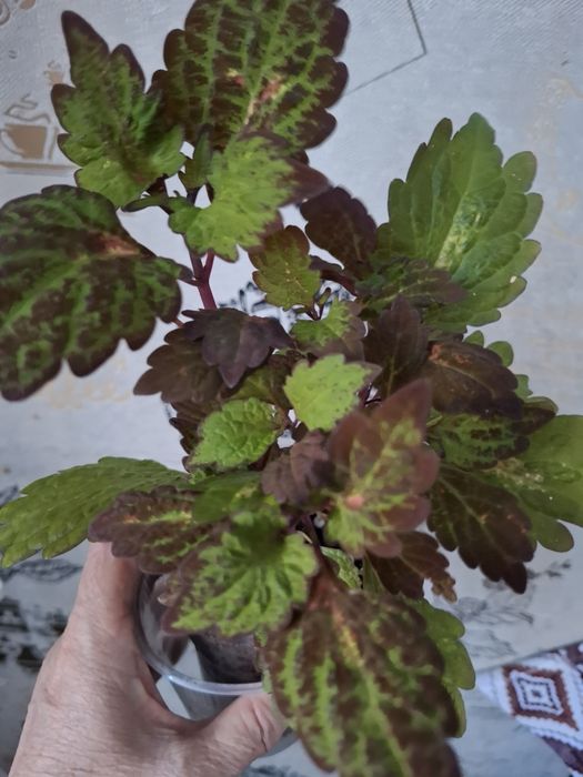 Комнатные цветы в копилочку