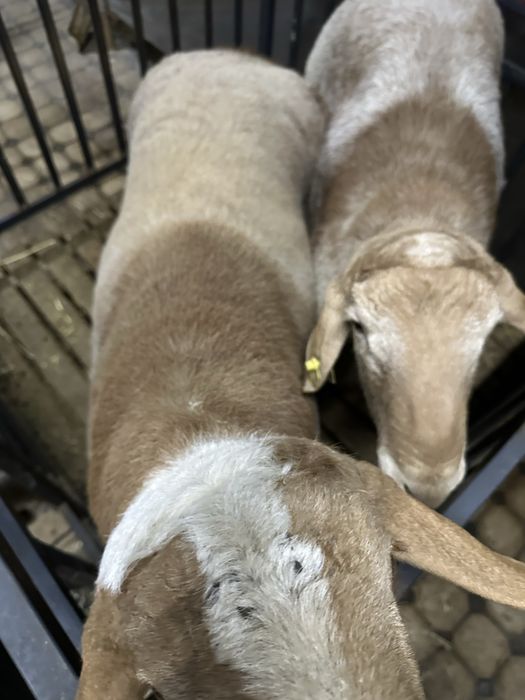 Куйлар сотилади