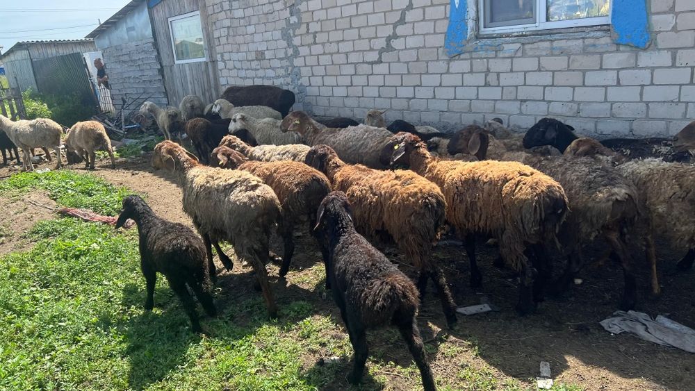 Продам овечек на развод.