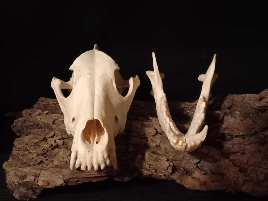 trofeu,trofee,taxidermie,craniu de animal biologie decorativa franta