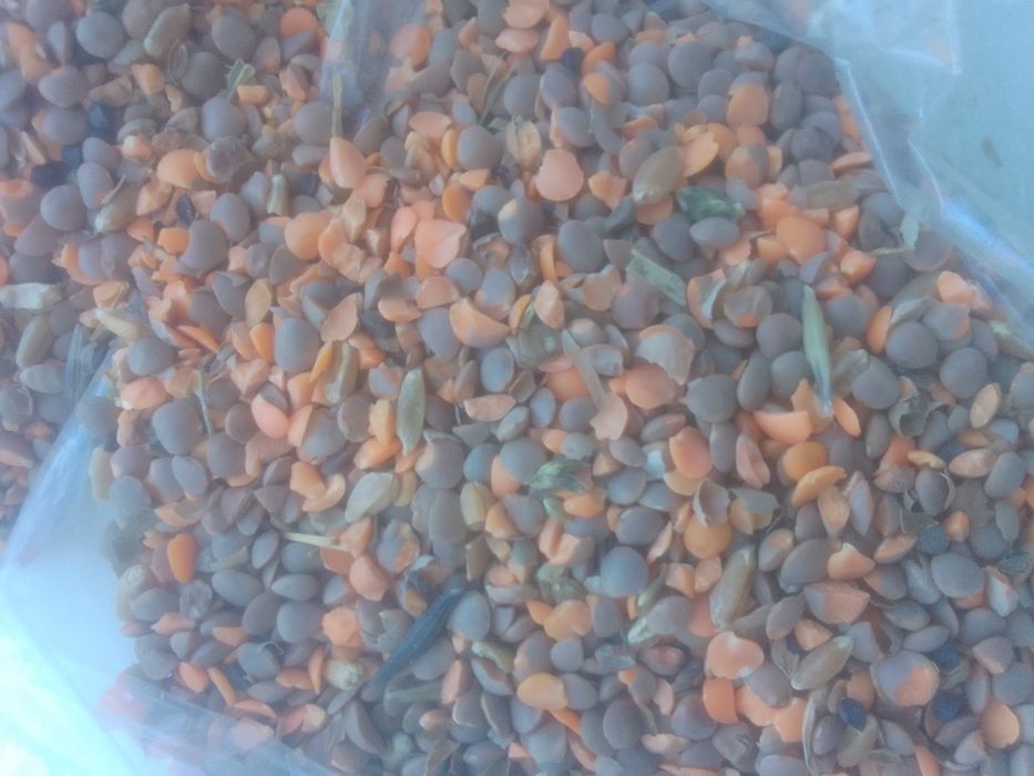 Отходы Полова Колоски Овсюг Овёс