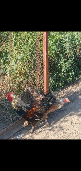 Продам курей домашние несутся