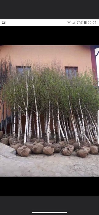 Plante ornamentale la preturi imbatabile