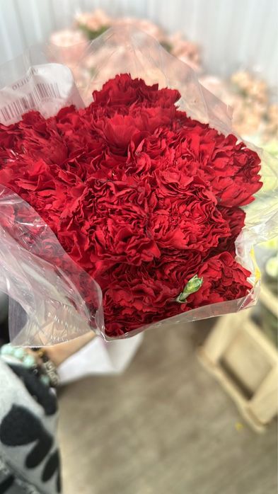 Гвоздики красные