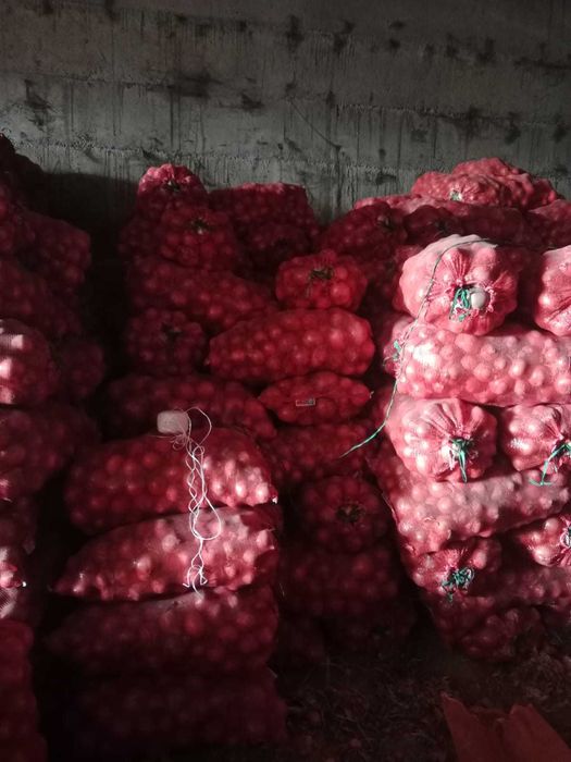 Лук крупный-калибровка 5-12 mm