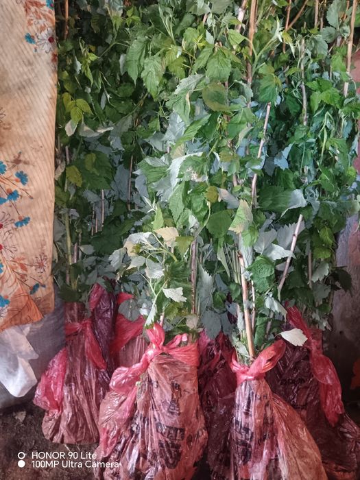 Малина сатылады дайын