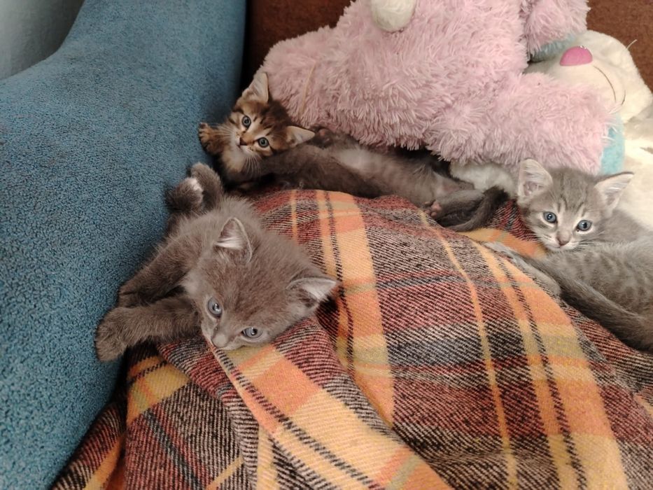 Отдам котят ………………………………