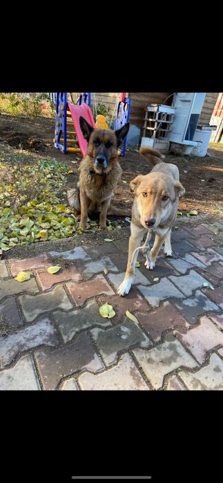 Продам бельгийскую овчярку