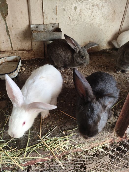 Кролики продам. .