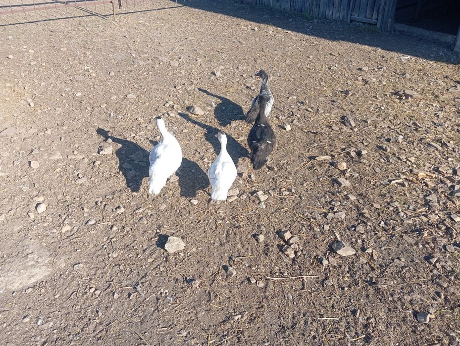 Продам молодых индоуток