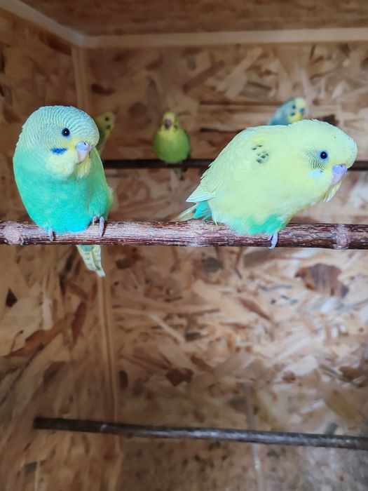 Papagali peruși pui și maturi