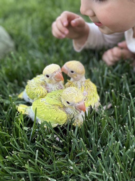 Puiuti blanzi obisnuiti cu copiii papagali vorbitori micul alexandru