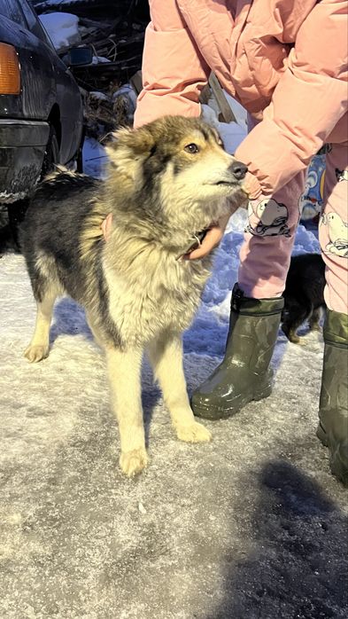 Щенки в добрые руки