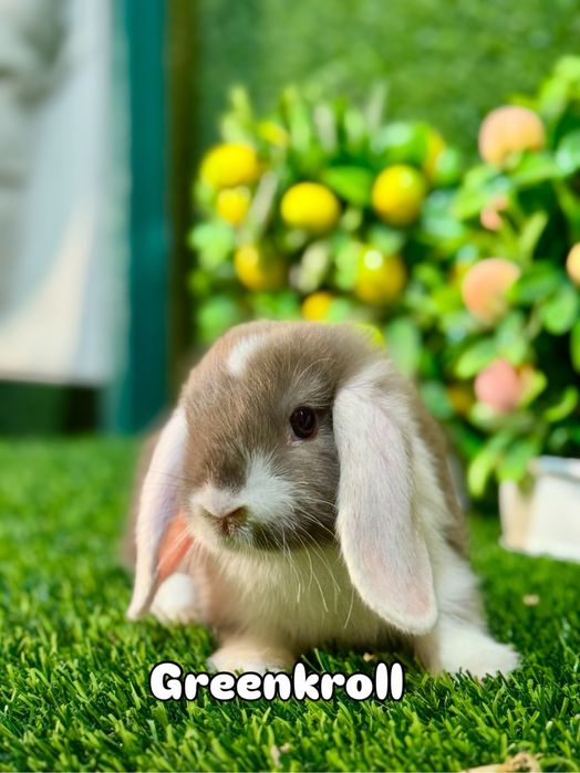 QUYON KARLIK . Кролик Карликовый