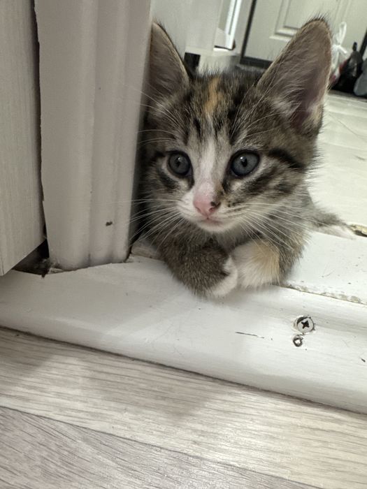 Отдам котят в хорошие руки