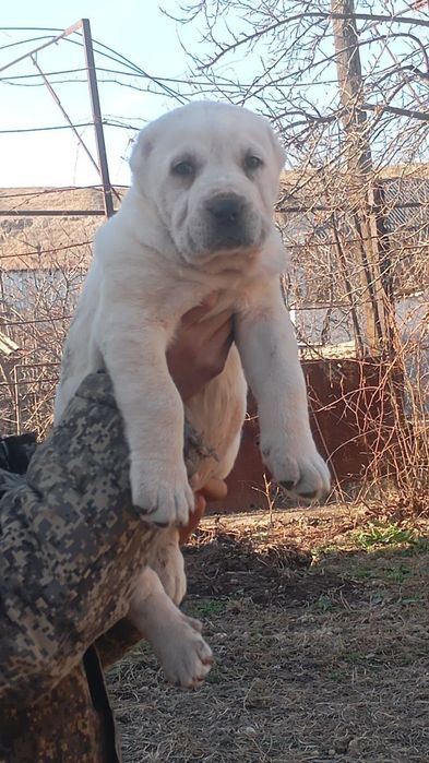 Alabay kuchik bollari