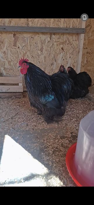 Vând familie cochinchina pitic pe negru