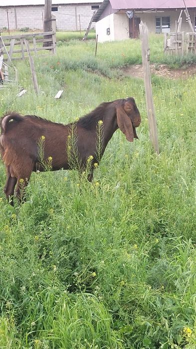 Сүтті ешкі ның текесы