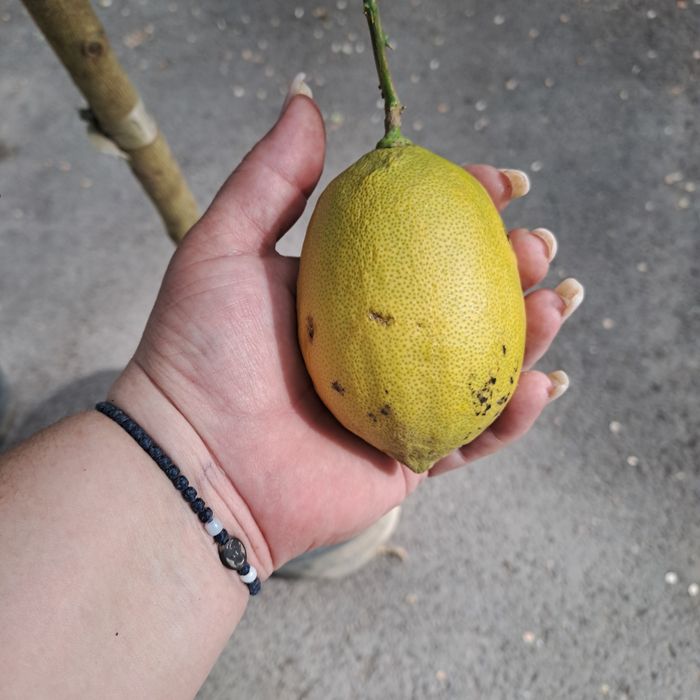 Продам дерево лимона