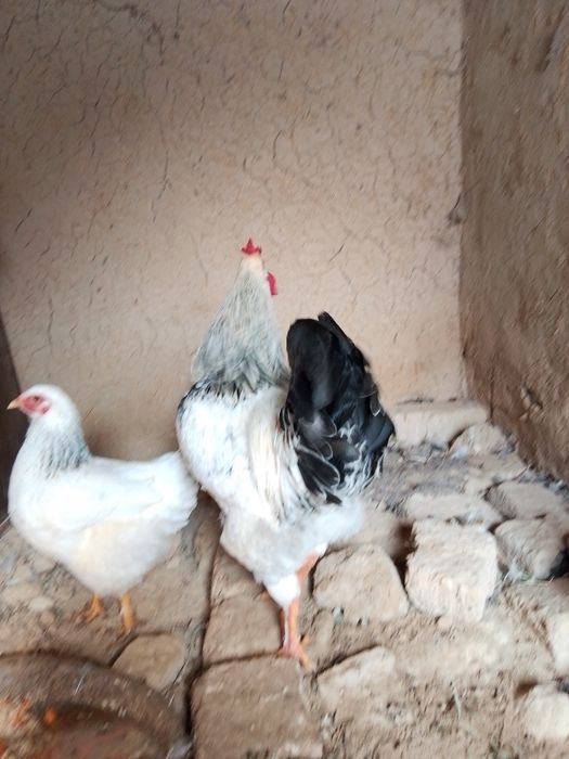 Петухи продается