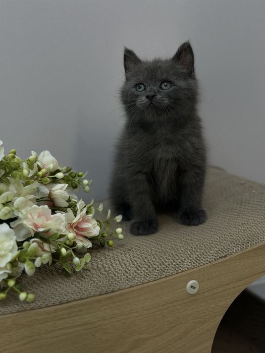 Продается котенок скотиш страйт 1 ,5 месяца бритиш