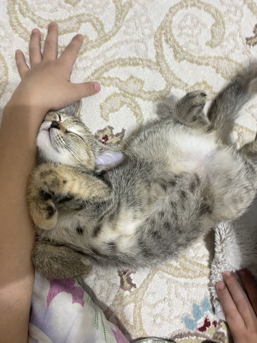 Пол шатланская кошка