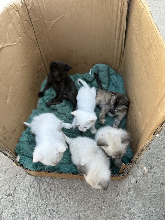 Отдам котят в хорошие руки