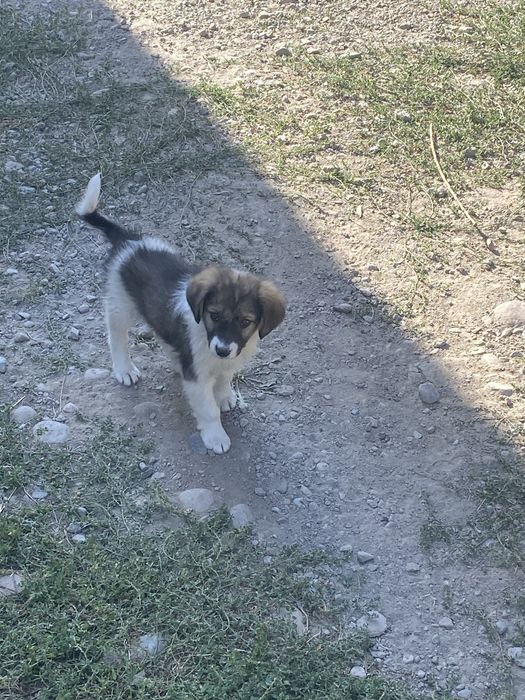 Қазақи күшік бар