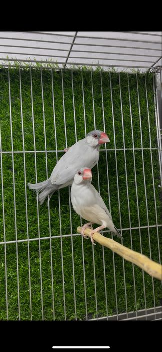 Амадин рисовый