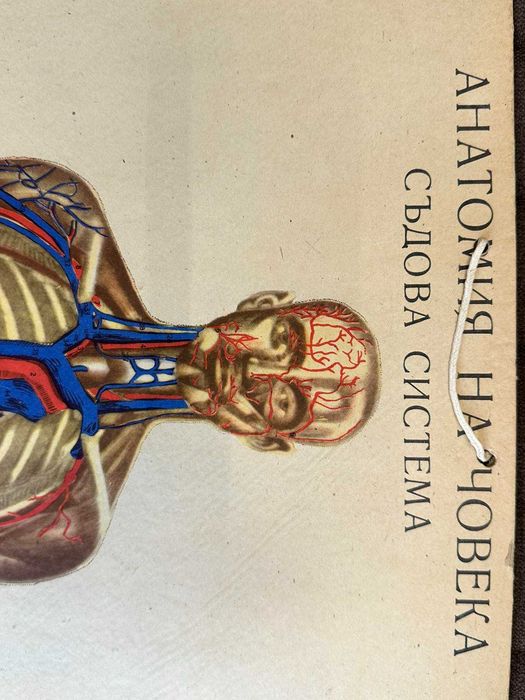 Соц Анатомични Медицински Плакати