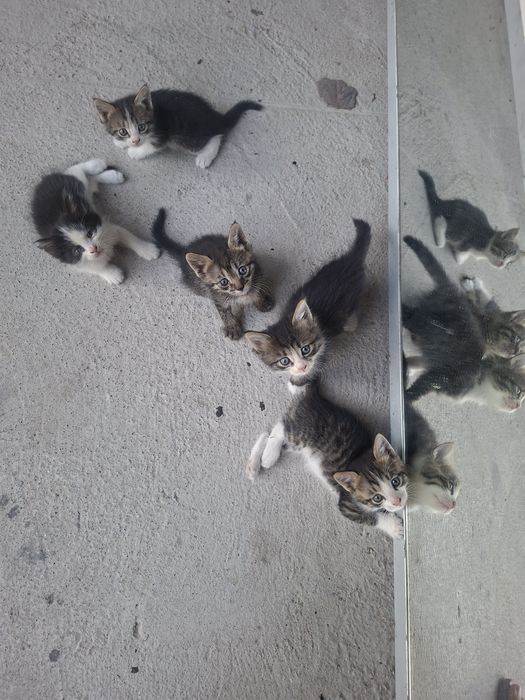 Отдам котят в хорошие руки