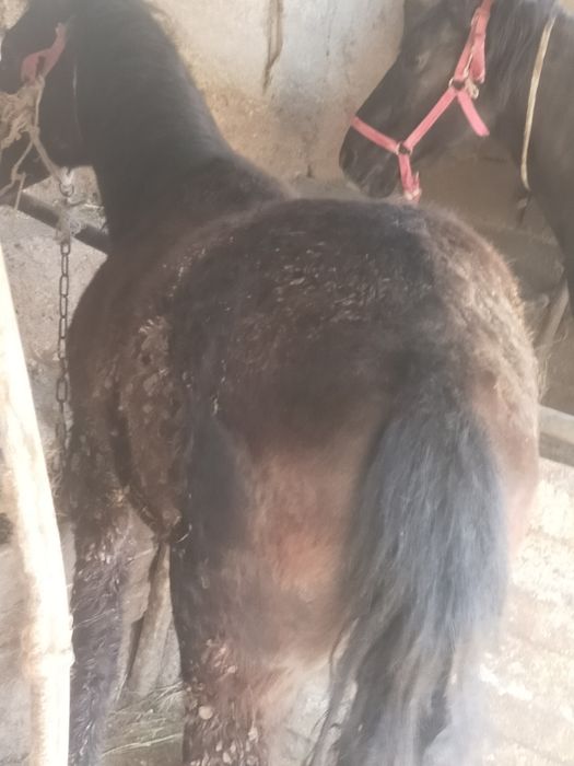 Продам жеребята 2 гол