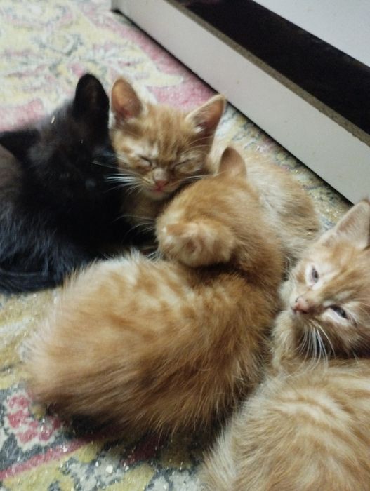 Отдам котят в хорошие добрые руки