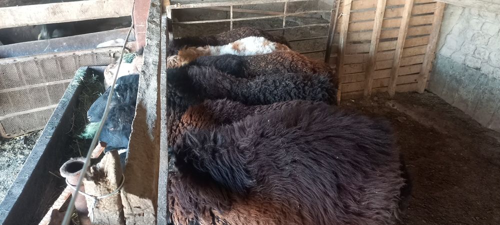 Қой , қозы, тоқты қошқарлар сатылады.