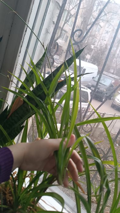 Хлорофитум (детки)