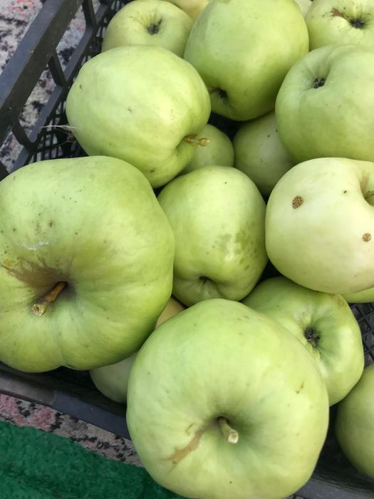 Дача с/т "Ёлочка" п. Солнечный