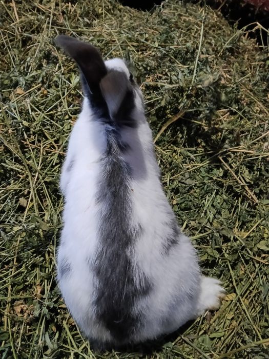 Vând Iepuri multiple rase