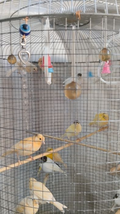 Продаются птицы канарейки молодые , детёныши мозаик..