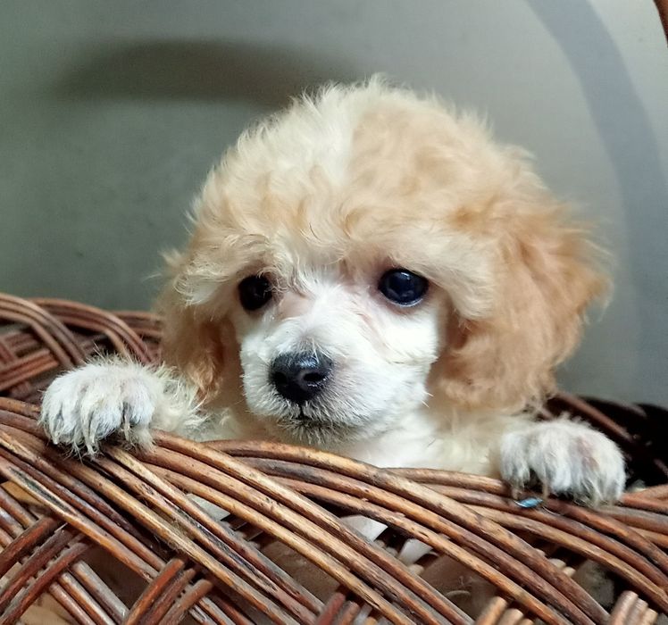 Щенкок Той пуделя мальчик